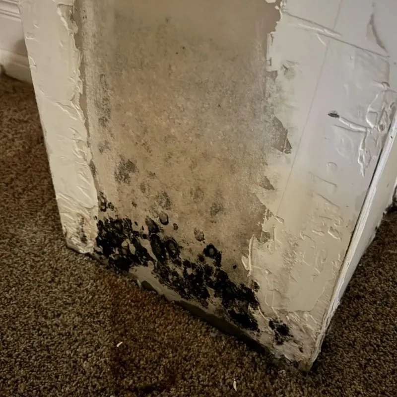 Professional Mold Removal in Hicksville, OH